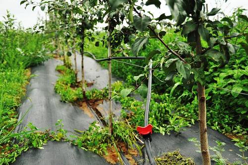 苹果园水肥一体化手艺有哪些要点？