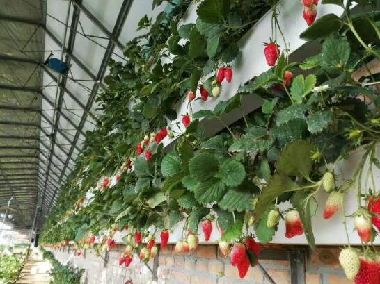 草莓怎么立体莳植？立体莳植草莓手艺先容