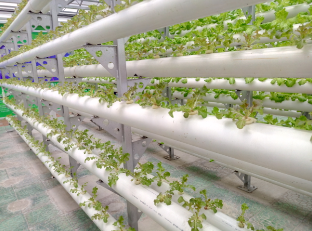 无土莳植是设施农业未来生长的趋势吗？